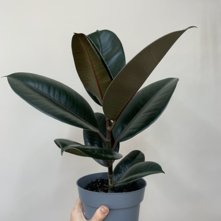 Фикус Эластика 14 см/ с доставкой в Обнинске и Малоярославце – Rosalia Flowers