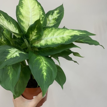 Диффенбахия 12 см с доставкой в Обнинске и Малоярославце – Rosalia Flowers