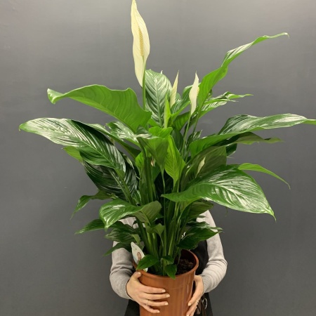 Спатифиллум 24 см с доставкой в Обнинске и Малоярославце – Rosalia Flowers