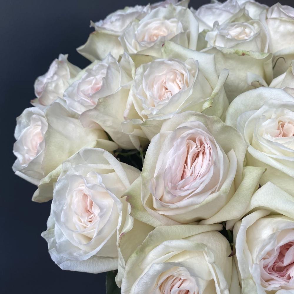 Роза Пионовидная White O’hara 60см