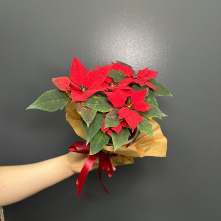 Пуансетия с доставкой в Обнинске и Малоярославце – Rosalia Flowers