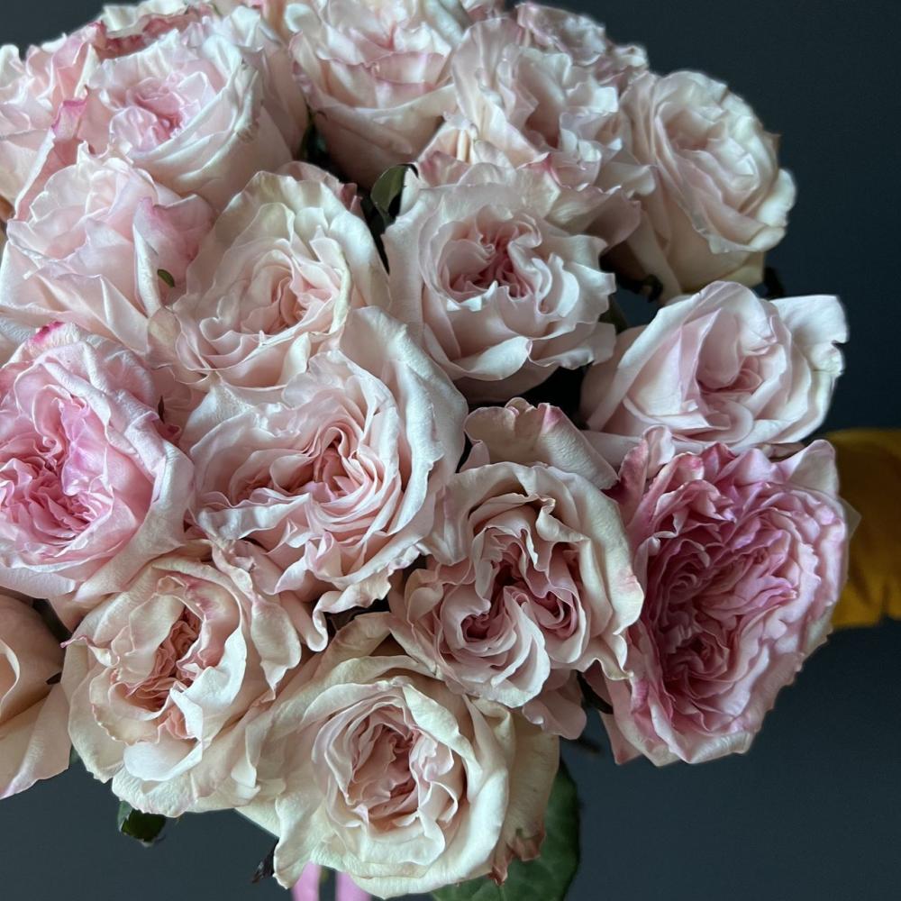 Роза Пионовидная Pink O’hara 60см