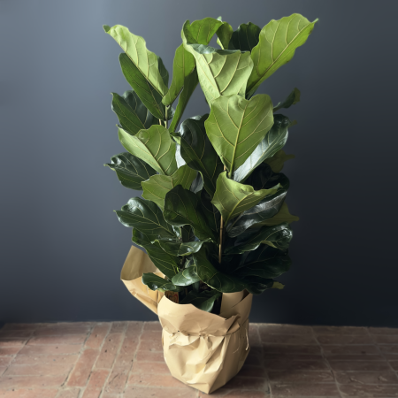Фикус Лирата 34см с доставкой в Обнинске и Малоярославце – Rosalia Flowers