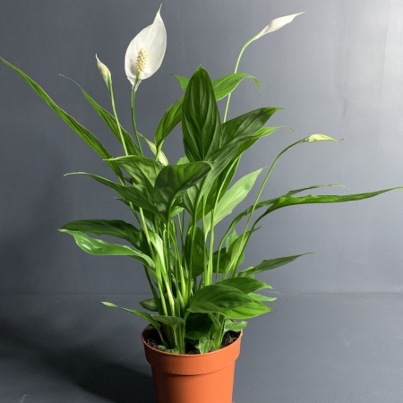 Спатифиллум 13 см с доставкой в Обнинске и Малоярославце – Rosalia Flowers