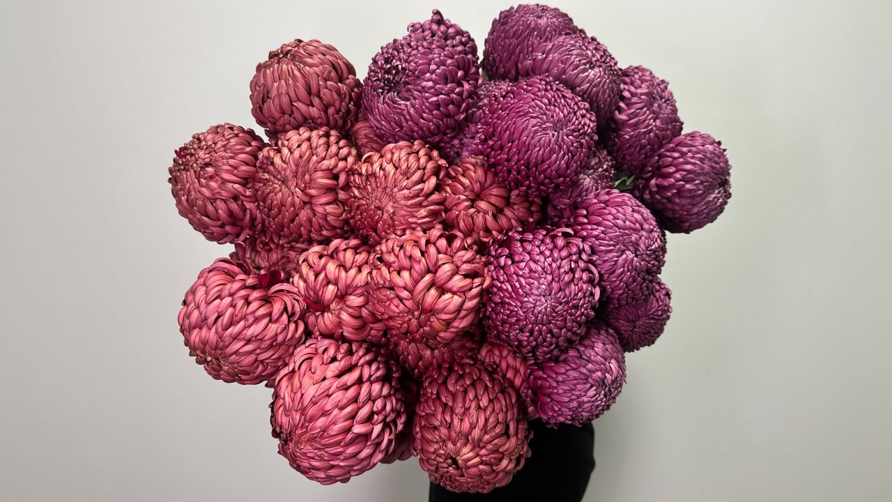 СЕЗОН ХРИЗАНТЕМ