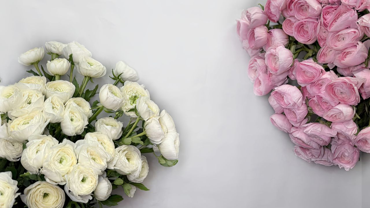 РАНУНКУЛЮС